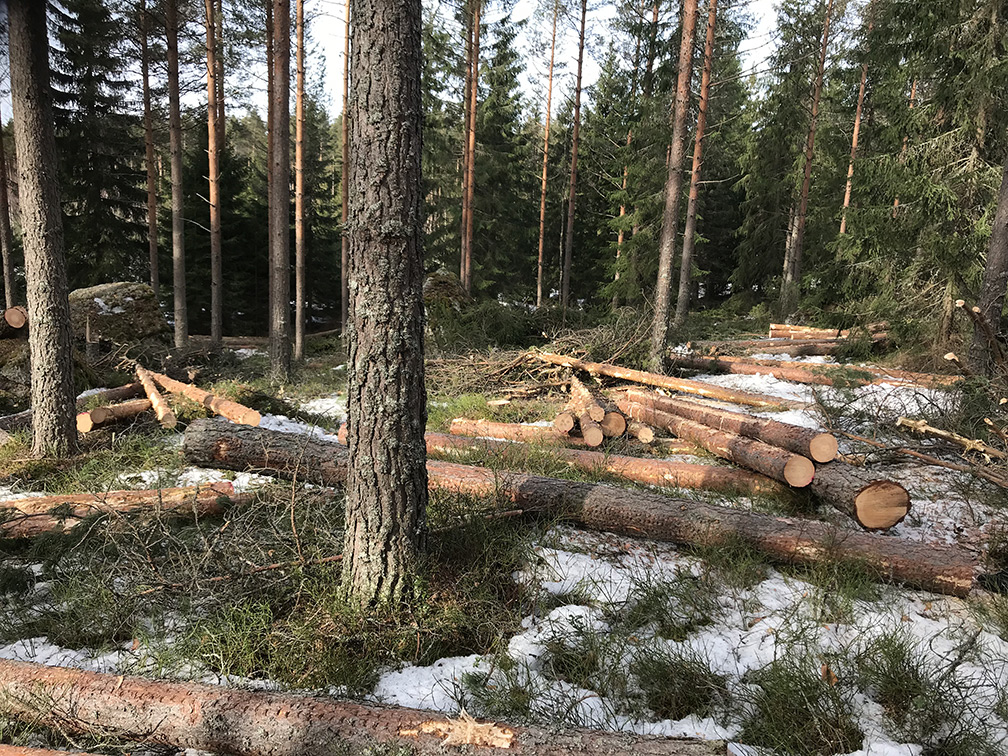 Brésil : la destruction de la forêt ienne proche du point de